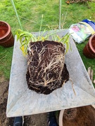 18th Sep 2021 - So Many Roots