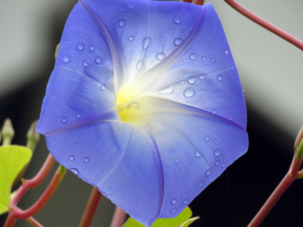 Blue Morning Glory... by seattlite