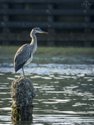 18th Sep 2021 - Heron On Piling 