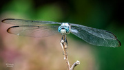 18th Sep 2021 - Face of an Eastern Pondhawk