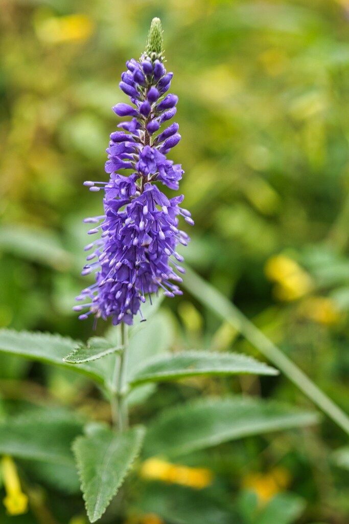 Purple flower by okvalle
