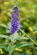 18th Sep 2021 - Purple flower