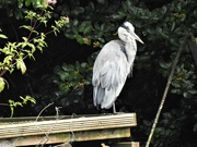 9th Aug 2021 -  Heron at Bicton Gardens, Devon 