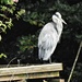  Heron at Bicton Gardens, Devon  by susiemc