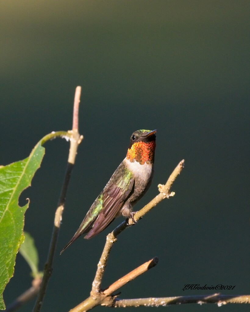 LHG-7968 Male-Ruby Throat Hummingbird  by rontu