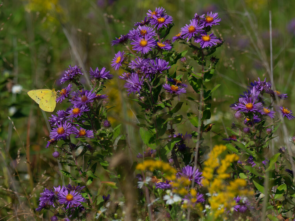 New England aster with clouded sulphur butterfly by rminer