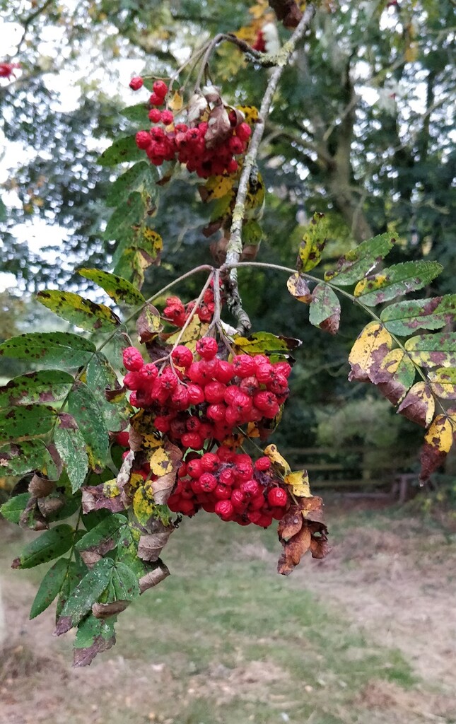 Rowan berries by roachling