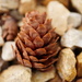 Pinecone by acolyte
