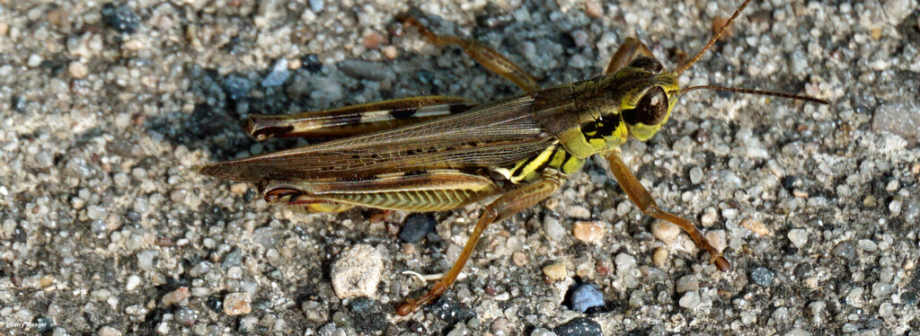 Grasshopper closeup by larrysphotos