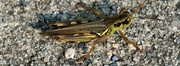 17th Sep 2021 - Grasshopper closeup