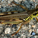Grasshopper closeup by larrysphotos