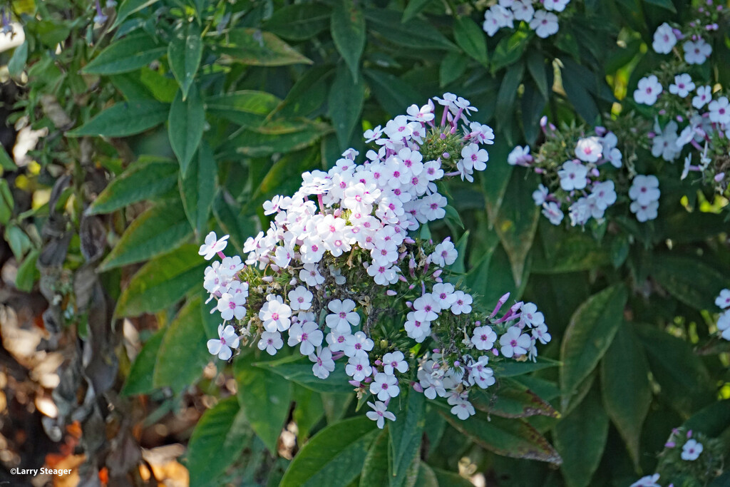 White flowers by larrysphotos