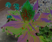 18th Sep 2021 - More blooms on the Celosia solarized