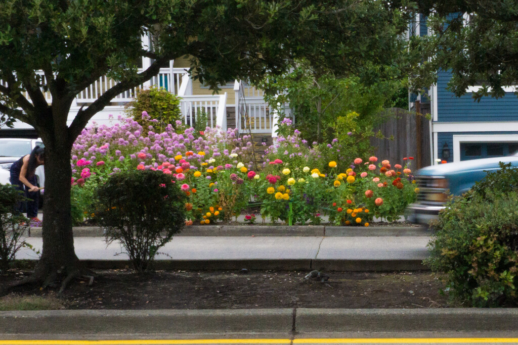 A bit of urban flower gardening by cristinaledesma33