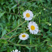 Seaside Daisy Chain by onewing