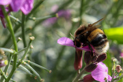 18th Sep 2021 - Busy Bee