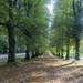 Avenue of Trees by pcoulson