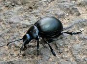 18th Sep 2021 - Bloody-nosed Beetle