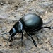Bloody-nosed Beetle by julienne1
