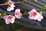 19th Sep 2021 - Peach blossoms