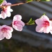 Peach blossoms by leggzy