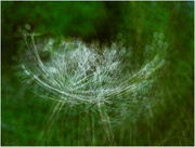 14th Sep 2021 - Cow Parsley Composite