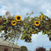 sunflower garland by cam365pix