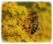 19th Sep 2021 - Busy Bee