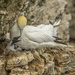 Gannet and Chick by shepherdmanswife