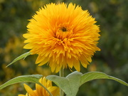 19th Sep 2021 - Unusual Sunflower 