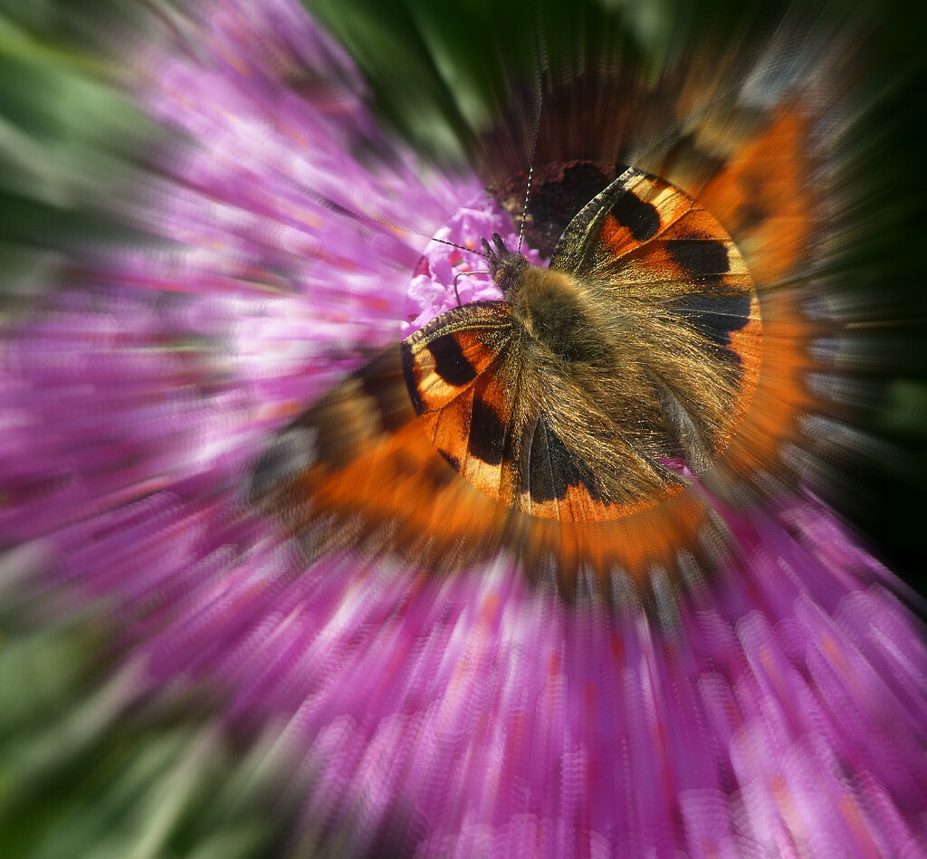 Butterfly Zoom . by wendyfrost