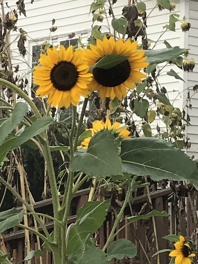 Sunflowers never get old….. by maysvilleky