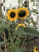 19th Sep 2021 - Sunflowers never get old…..