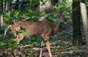 19th Sep 2021 - Deer in the park