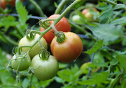 19th Aug 2021 - Tomato Season Nears Finish