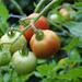 Tomato Season Nears Finish by radiodan