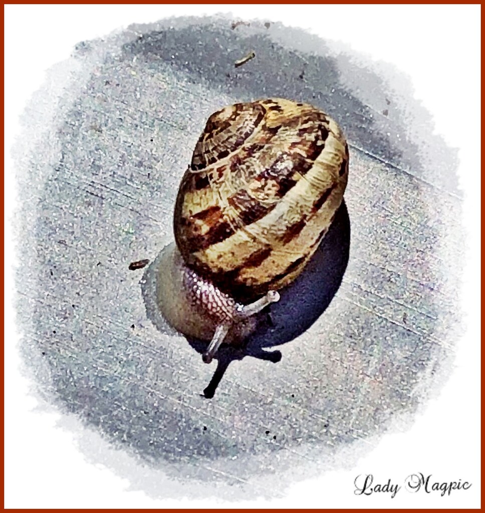 Snail makes Dangerous Manoeuvre. by ladymagpie