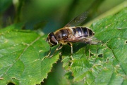 19th Sep 2021 - HOVER-FLY AT REST