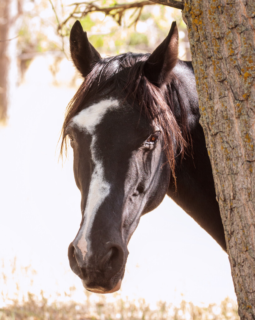 Tennessee Walking horse by aecasey