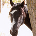 Tennessee Walking horse by aecasey