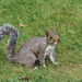 Squirrel Alert by mumswaby