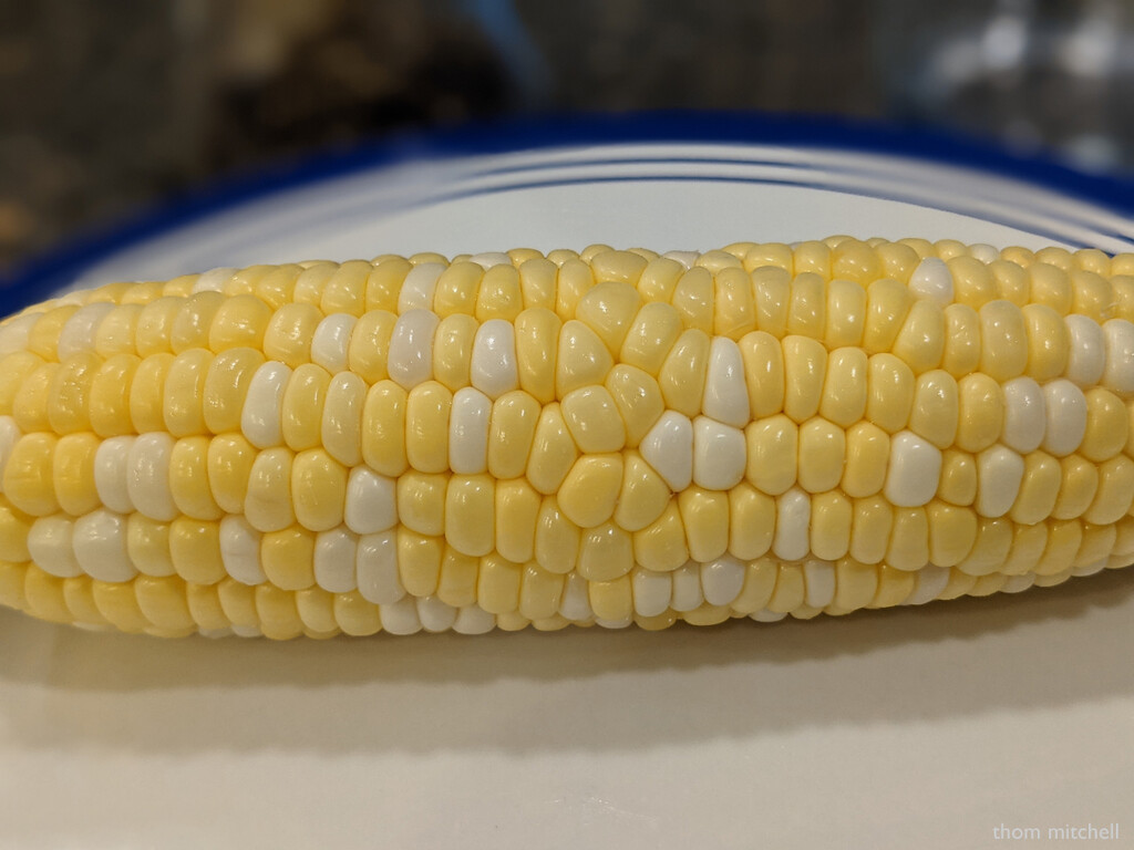Corn season! by rhoing