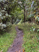 19th Sep 2021 - Mud on the Path