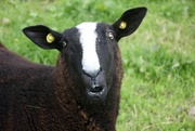 19th Sep 2021 - Balwen Sheep