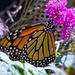 The monarchs are still visiting. by njmom3