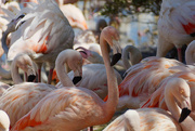 19th Sep 2021 - Favorite flamingo