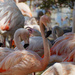 Favorite flamingo by laroque