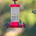 LHG-8663-  Frenzy at the feeder  by rontu