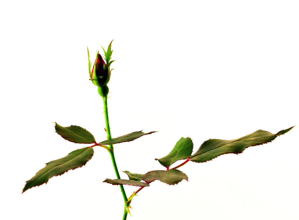 Rosebud, emerging beauty by jayberg