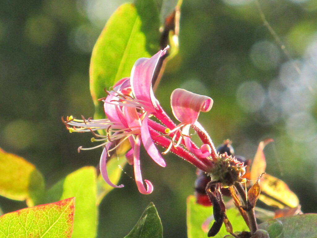 Late summer honeysuckle bloom by speedwell